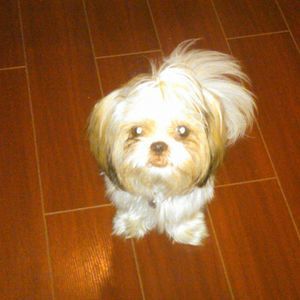 Meet your Posher, Sherry